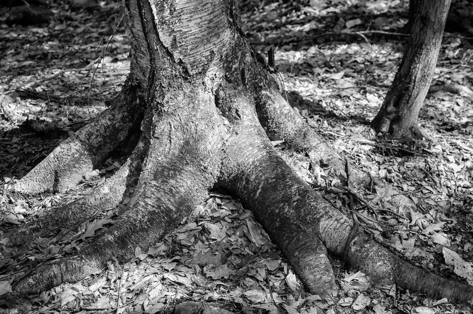 Tree roots reach like fingers into the fallen leaves