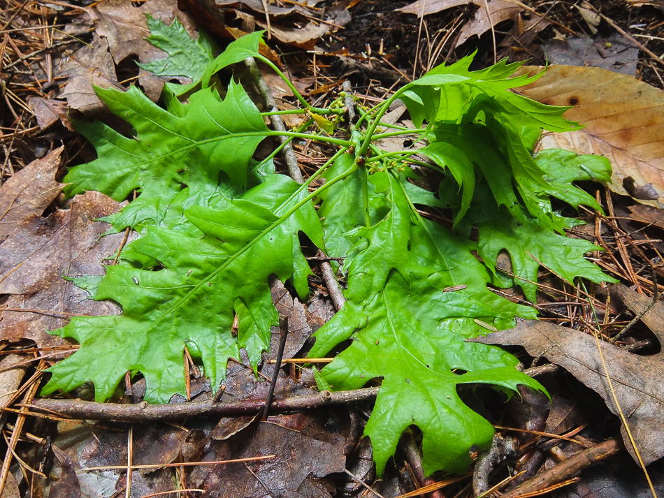 A cluster of new oak leafs lying on the forest floor