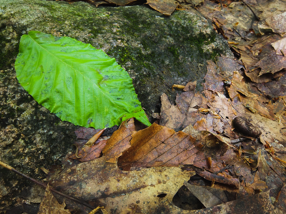 A lone green beech leaf lying on the forest floor