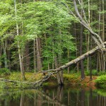 Trees Along the Ashuelot River Trees Along the Ashuelot River