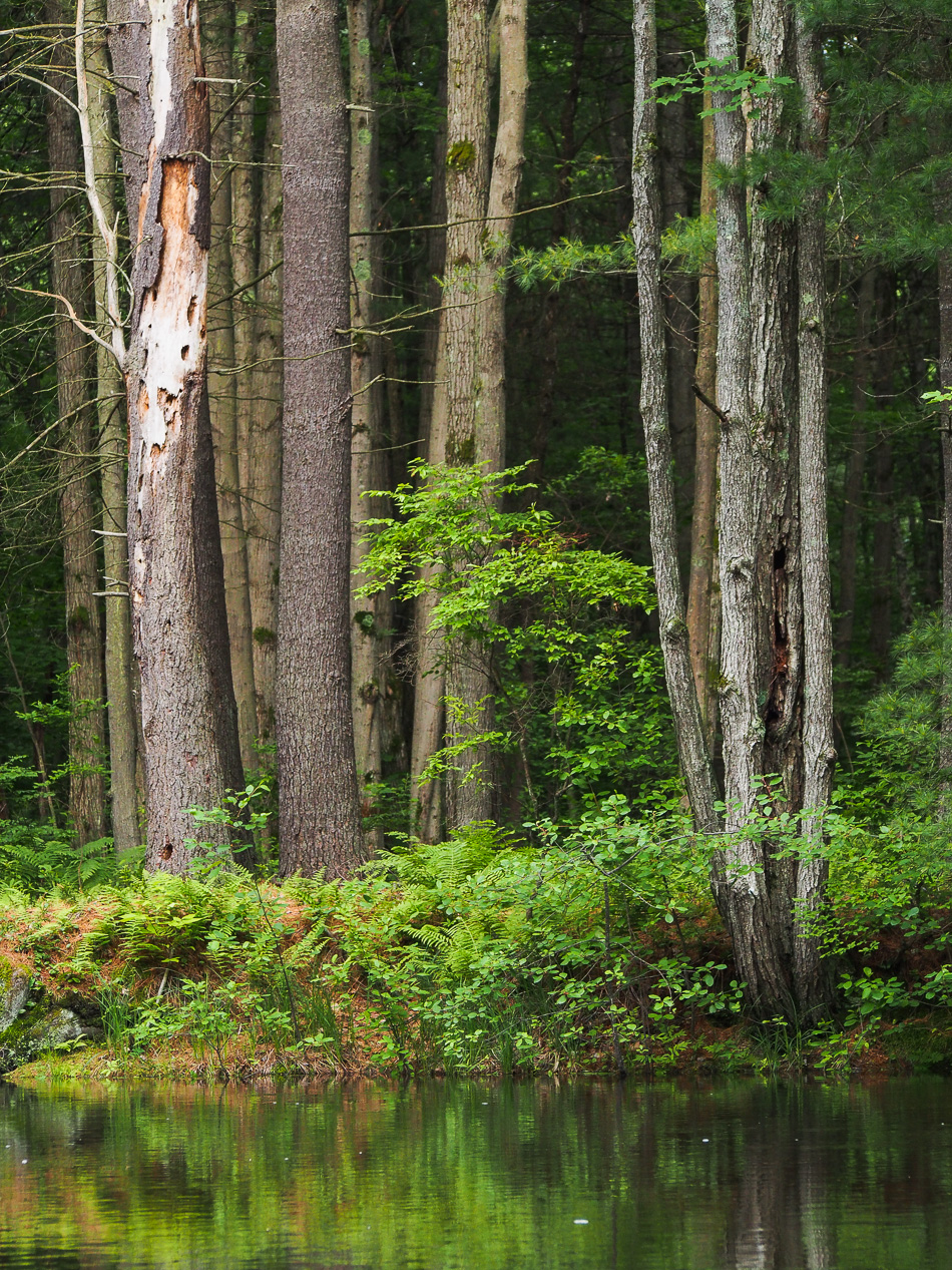 Two clusters of trees along the Ashuelot River in Keene, NH