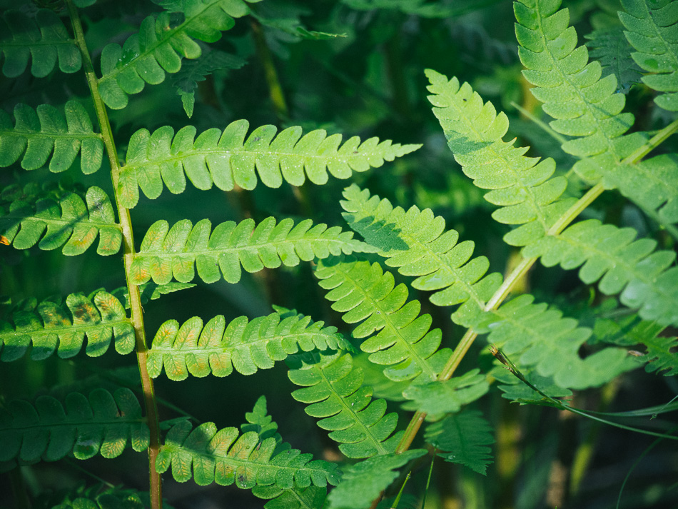 Ferns lit by the morning light