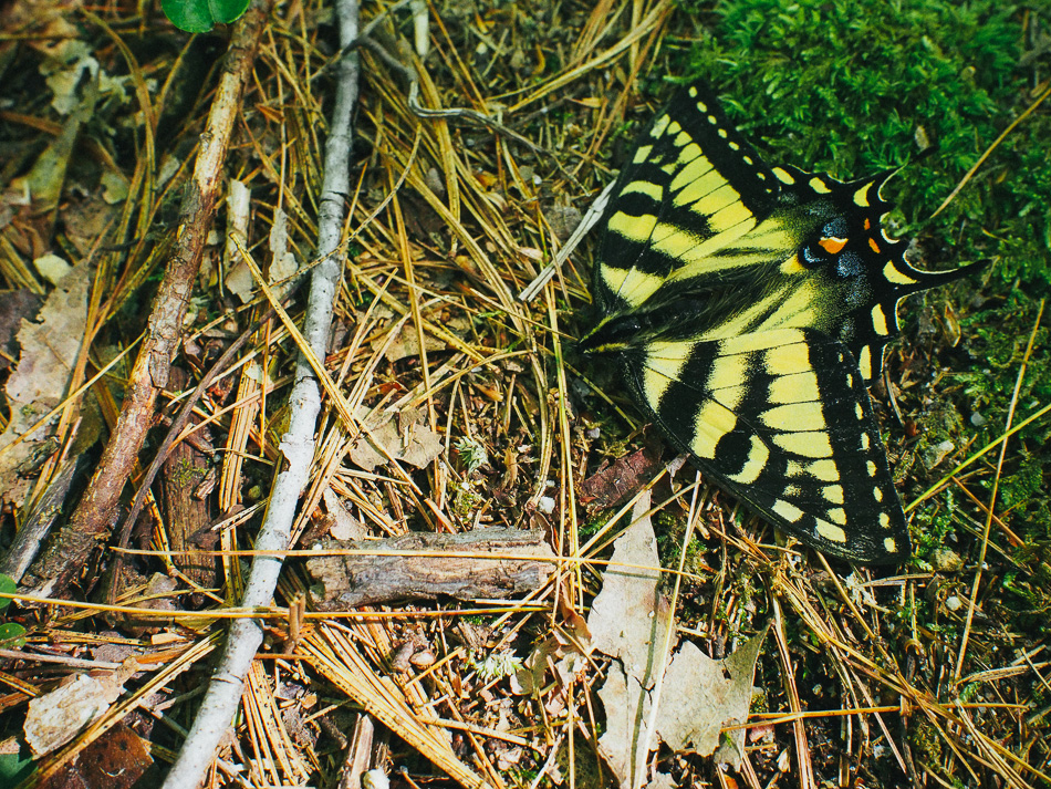 A dying butterfly lies on the forest floor