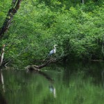 Great Blue Heron on the Ashuelot River Great Blue Heron on the Ashuelot River