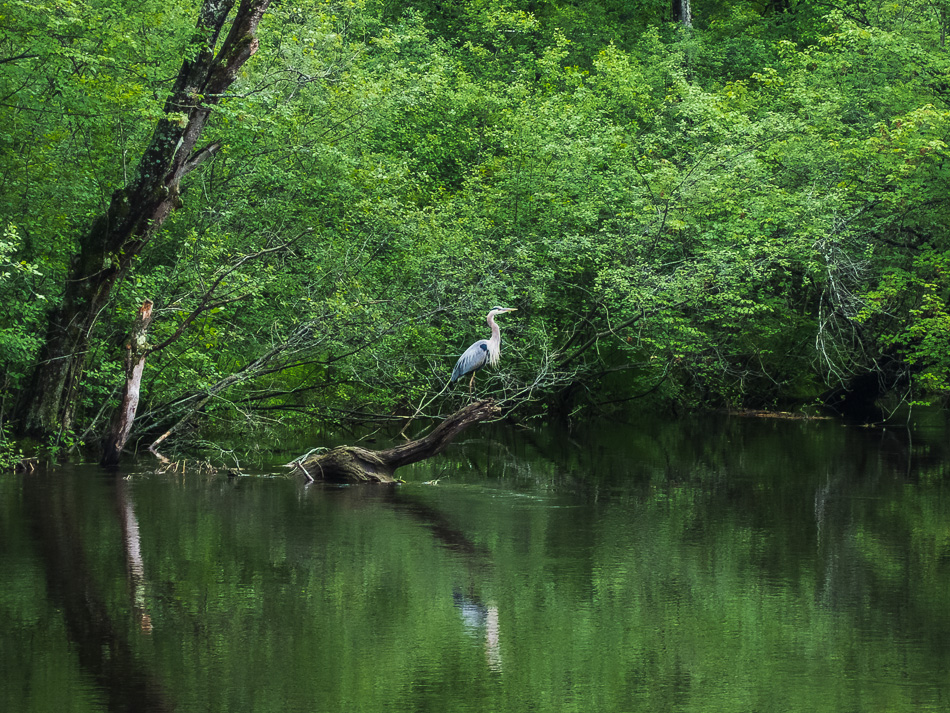 Great Blue Heron perched on a dead tree on the the banks of the Ashuelot River in Keene, NH