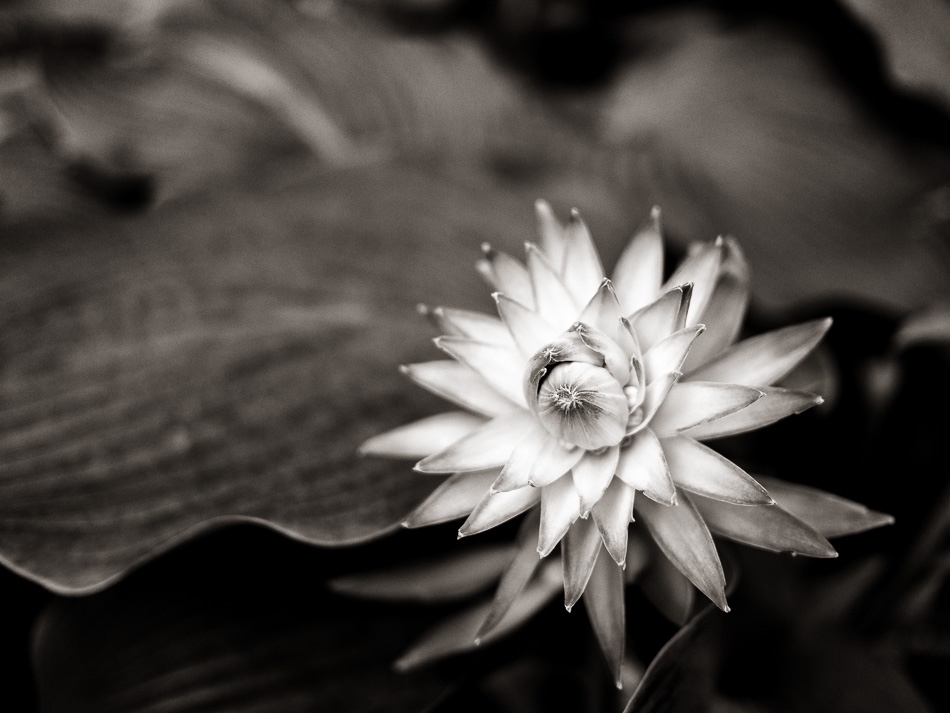 Black and white photo of an emerging hosta flower
