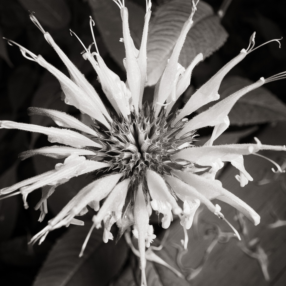 Black and white photo of a bee balm flower