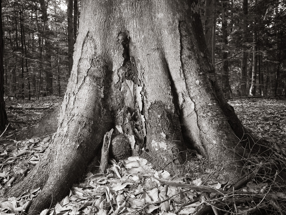 Black and white photo of the base of a tree illuminated by a single speedlight