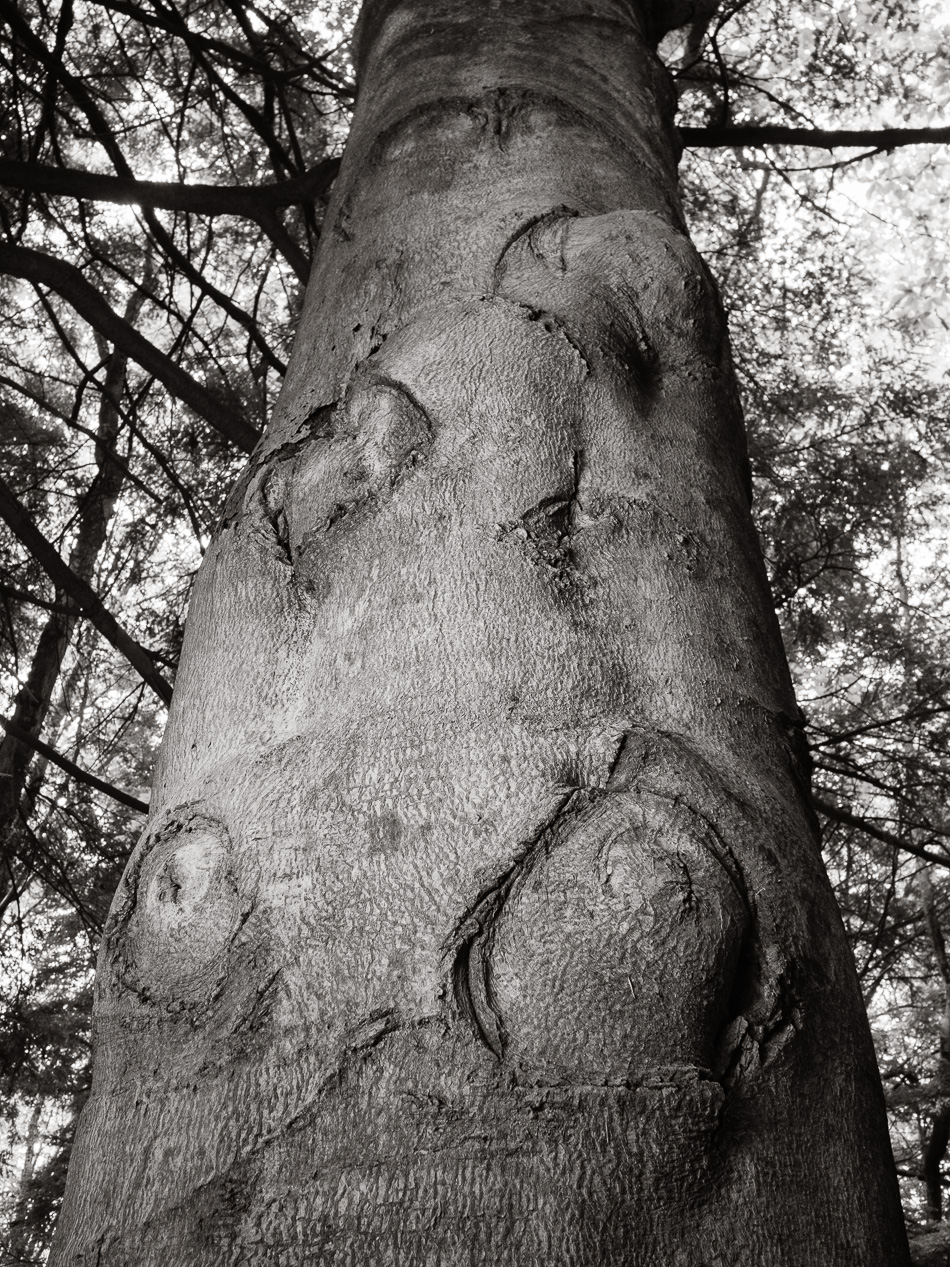 Black and white photo of a knotted tree trunk lit by a single speedlight