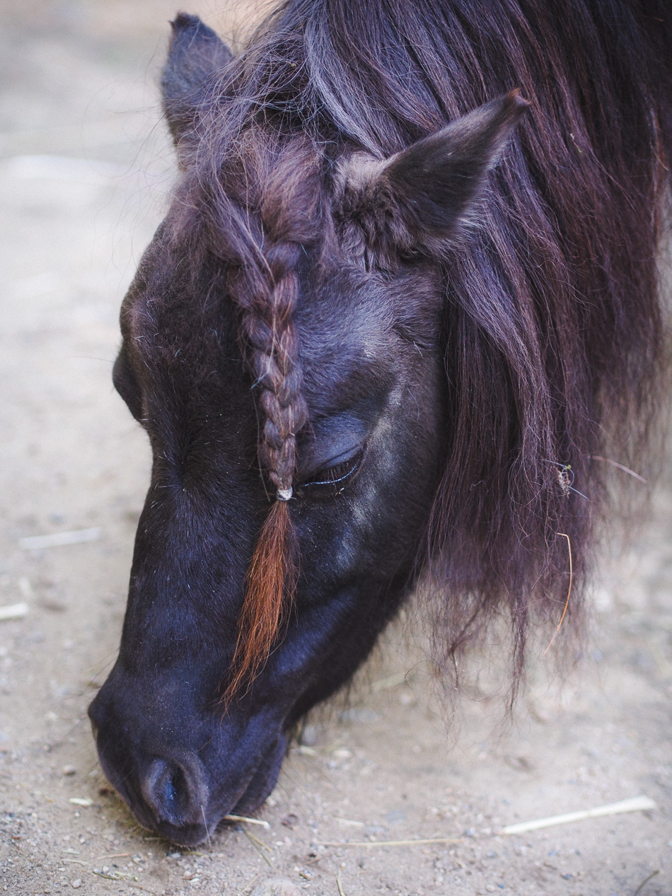 Miniature horse with a braided mane