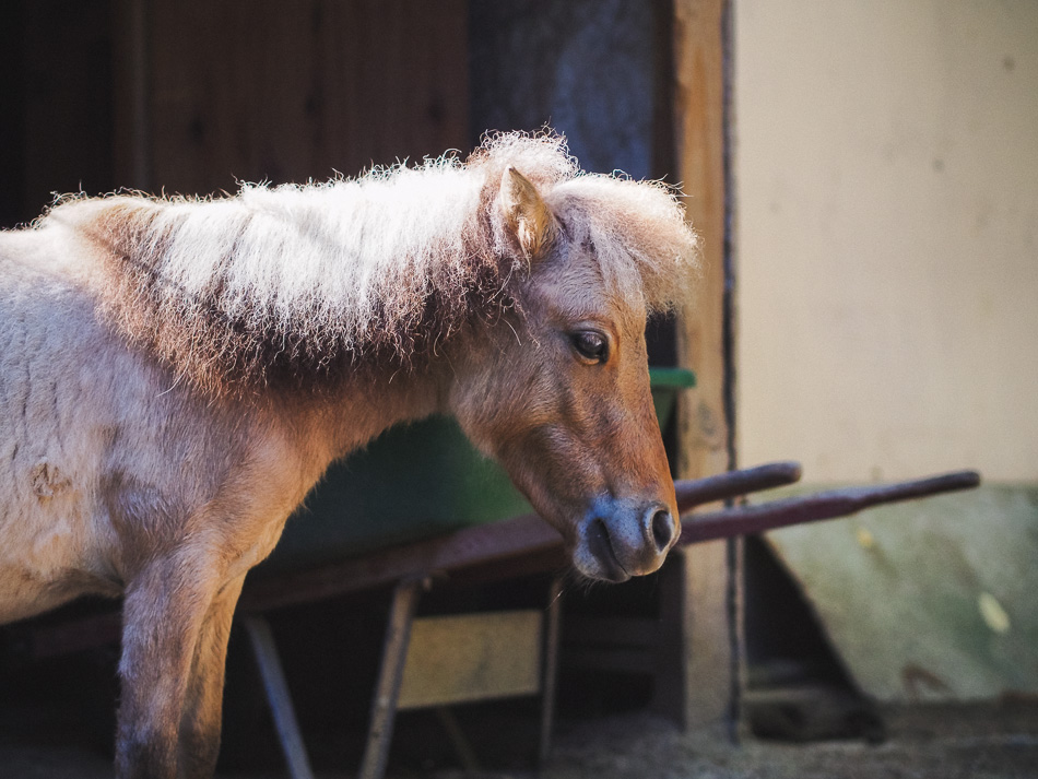 A miniature horse waits by the barn