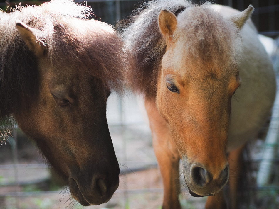 Two miniature horses backlit by the setting sun