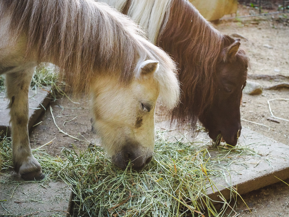 Two miniature horse eating hay