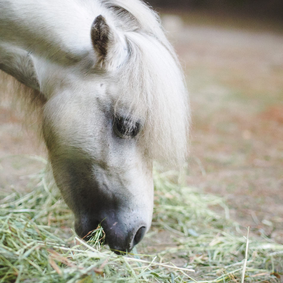 White miniature horse grazing
