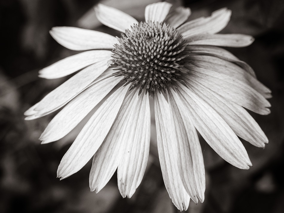 Black and white photo of a purple coneflower
