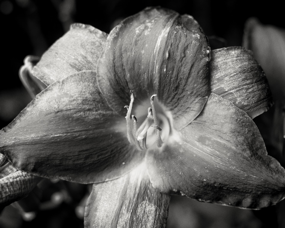 Black and white photo of a red lily