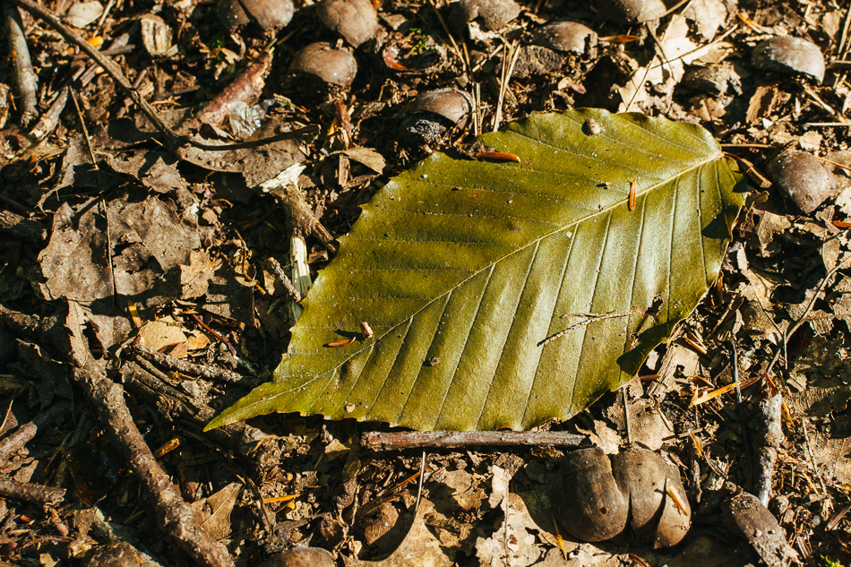 A single cherry tree leaf rests on a pile of crumbled acorns