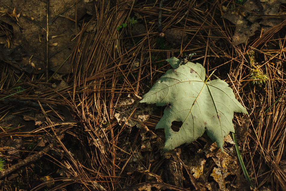 A lone maple leaf rests on the forest floor