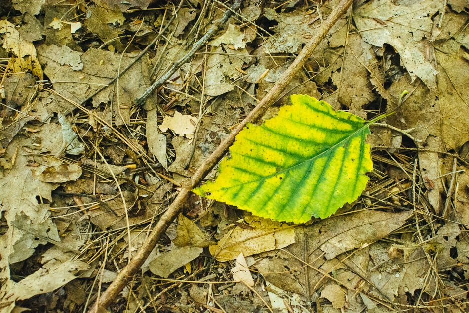 A single yellow and green leaf lying on a bed of last year's leaves