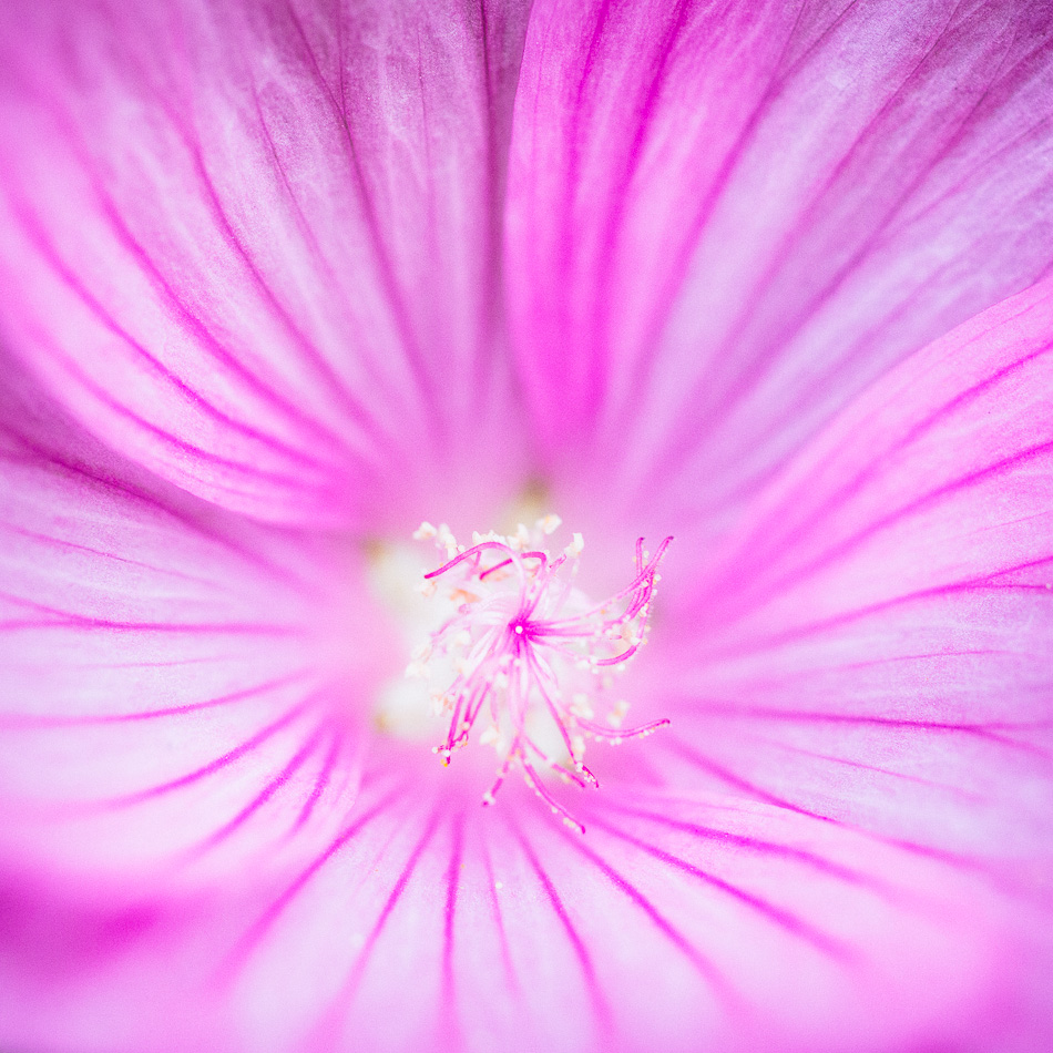 Macro photo of a pink and white flower