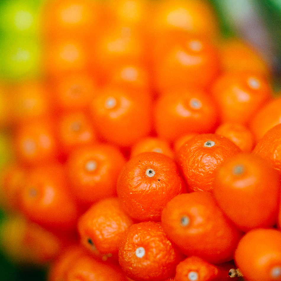 Macro photo of a cluster of orange berries