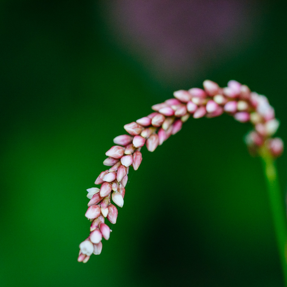 Macro photo of a curving, delicate flower