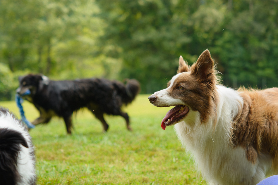 Border Collies in a field