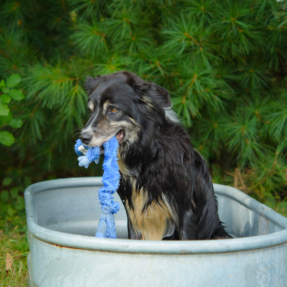 A Border Collie mix sits in a tub with his wet blue gecko toy