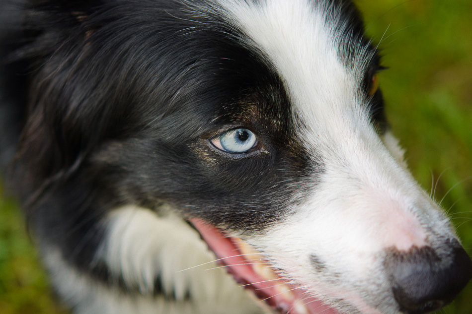 Close-up portrait of a black and white Border Collie