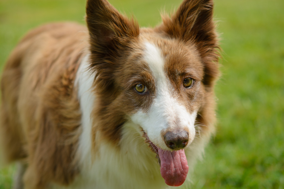 Portrait of a sable and white Border Collie