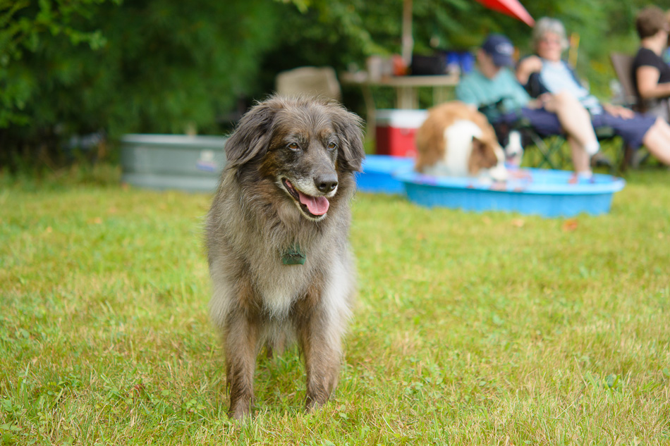 A grey mixed-breed dog resting at the dog party
