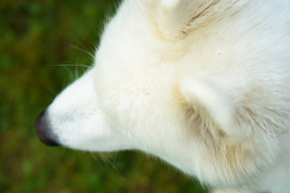 Overhead view of a white Samoya dog
