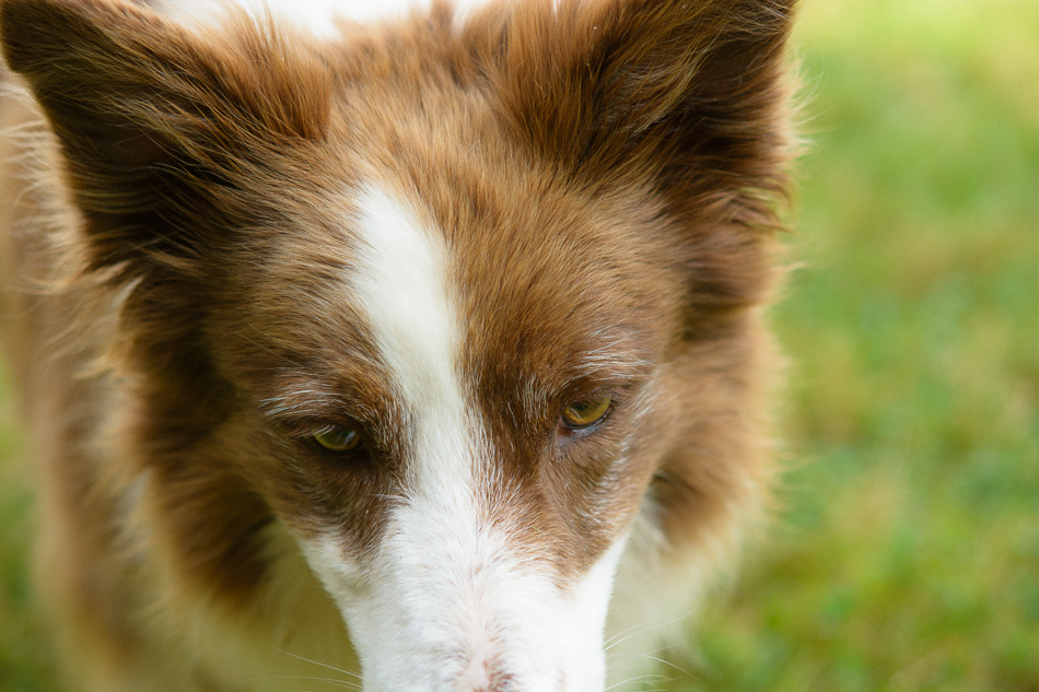 The eyes of a sable and white Border Collie