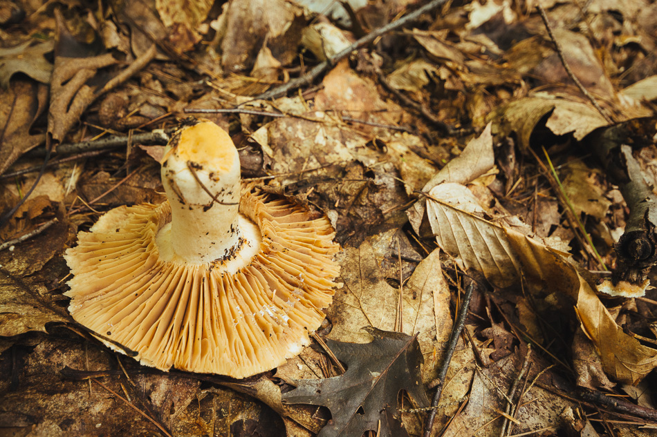 Photo of an inverted mushroom lying on a bed of last year's leaves