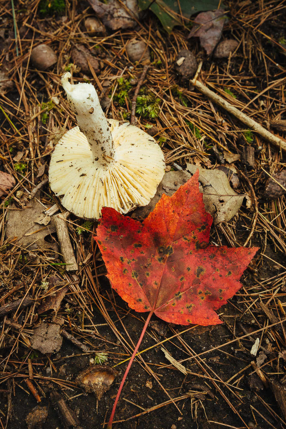 Photo of a red leaf lying next to an inverted white mushroom on the forest floor