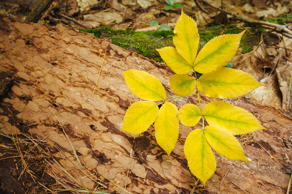 Photo of yellow foliage against the bare trunk of a fallen tree