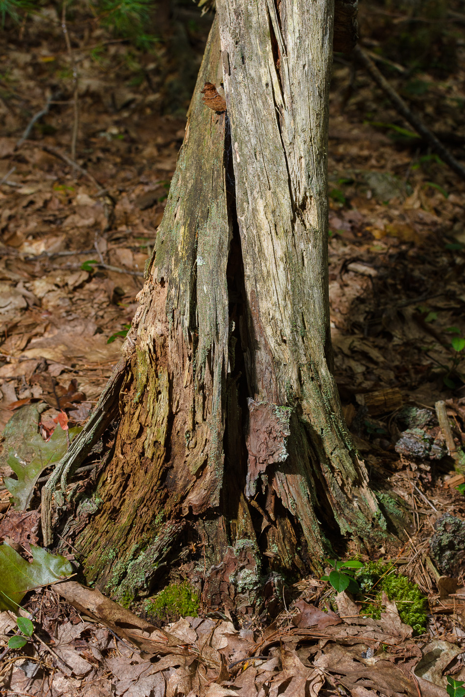 Portrait of the twisted base of a small, dead tree