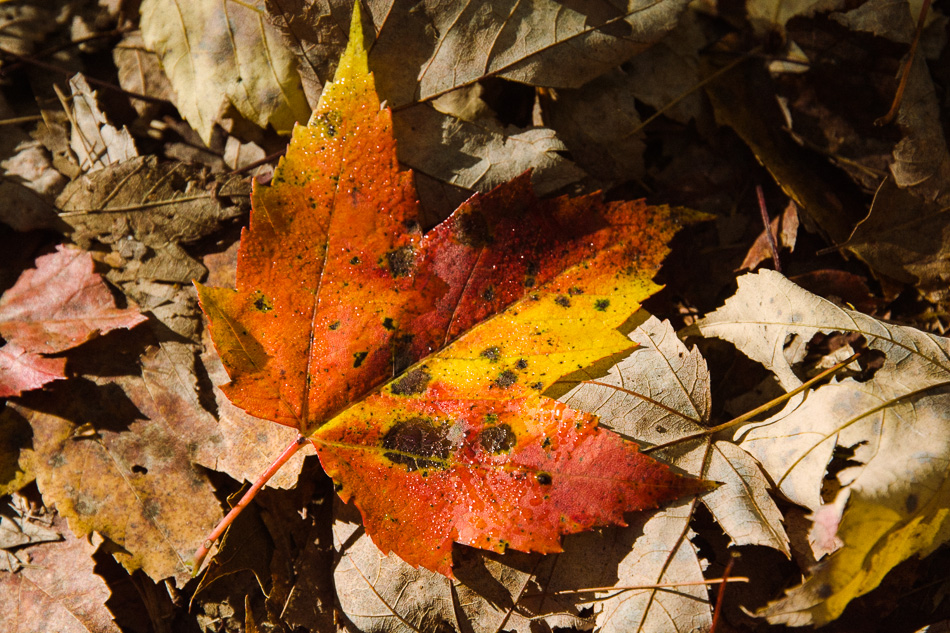 Photo of a multi-colored autumn maple leaf on the forest floor