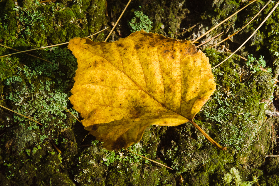 Photo of a single yellow leaf on a mossy rock