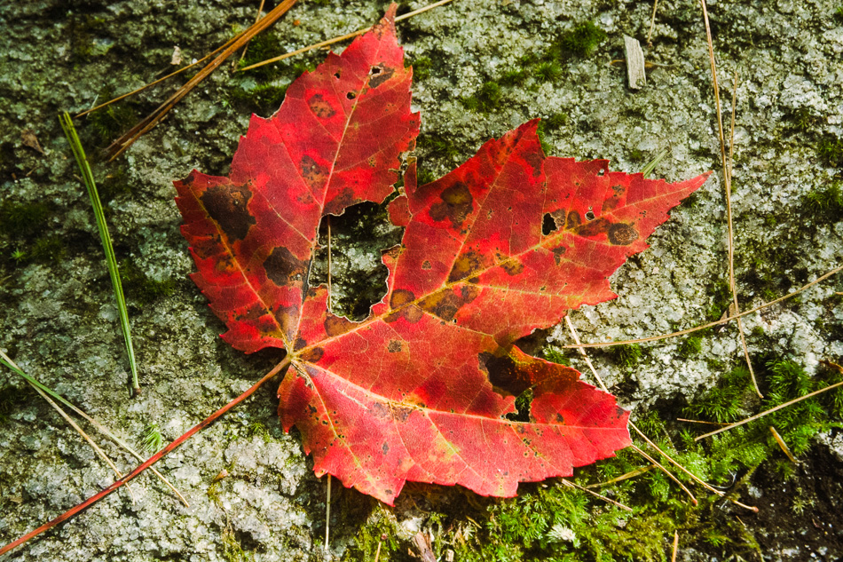 Photo of a lone autumn red maple leaf on a mossy rock