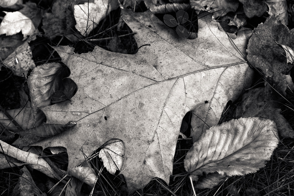 Black and white photo of an autumn oak leaf resting on the grass