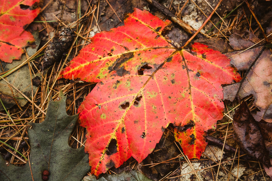 Photo of a curving red autumn leaf on the forest floor
