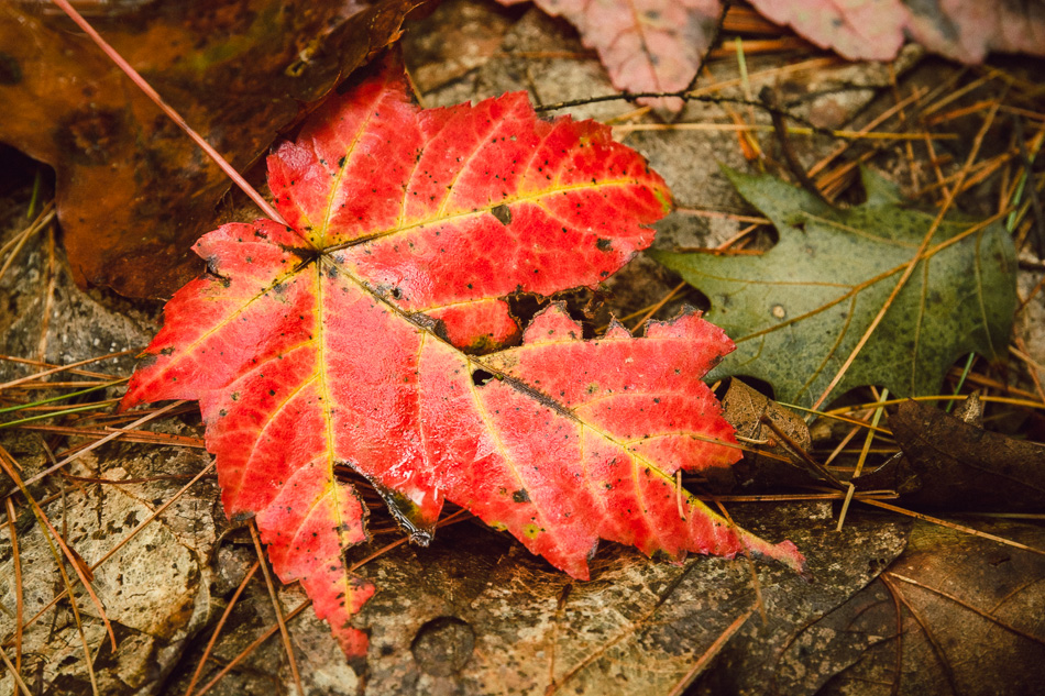 Photo of a red autumn leaf with yellow veins on the forest floor