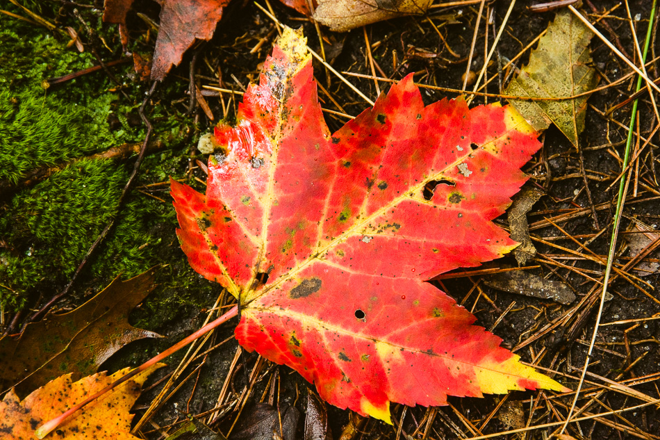 Photo of a yellow-tipped red autumn leaf on the forest floor