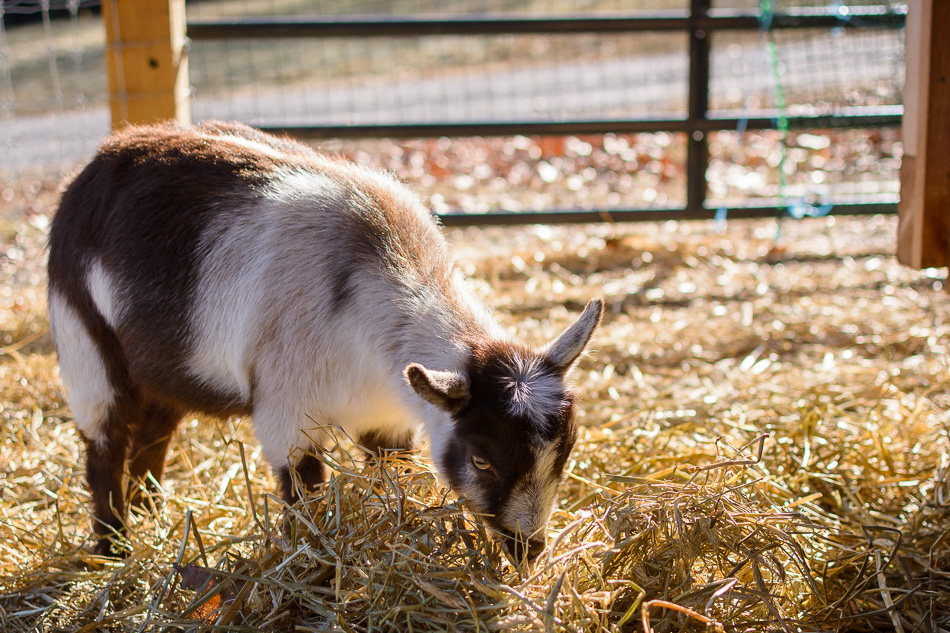 Color photo of a small goat eating hay