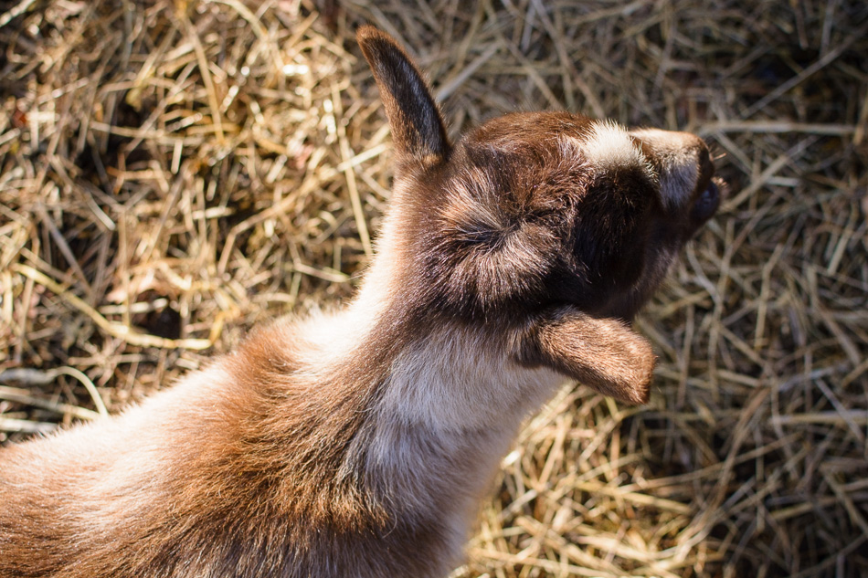 Color photo of a brown and white goat shot from above