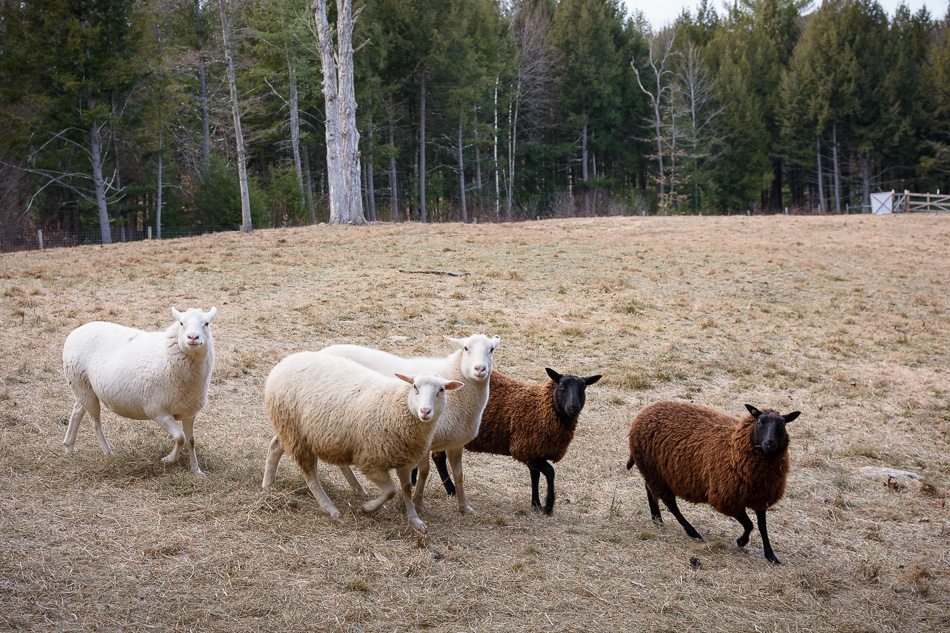 Color photo of four sheep looking toward the camera as they run past