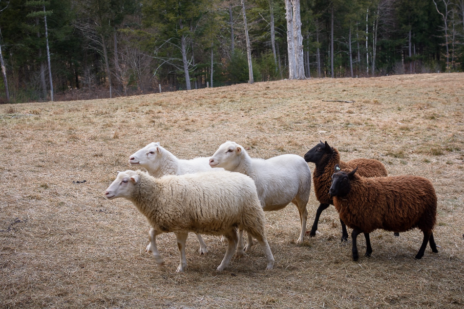 Color photo of four sheep in a field