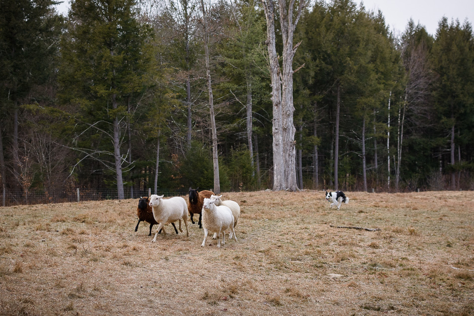 Color photo of a Border Collie working a small flock of sheep
