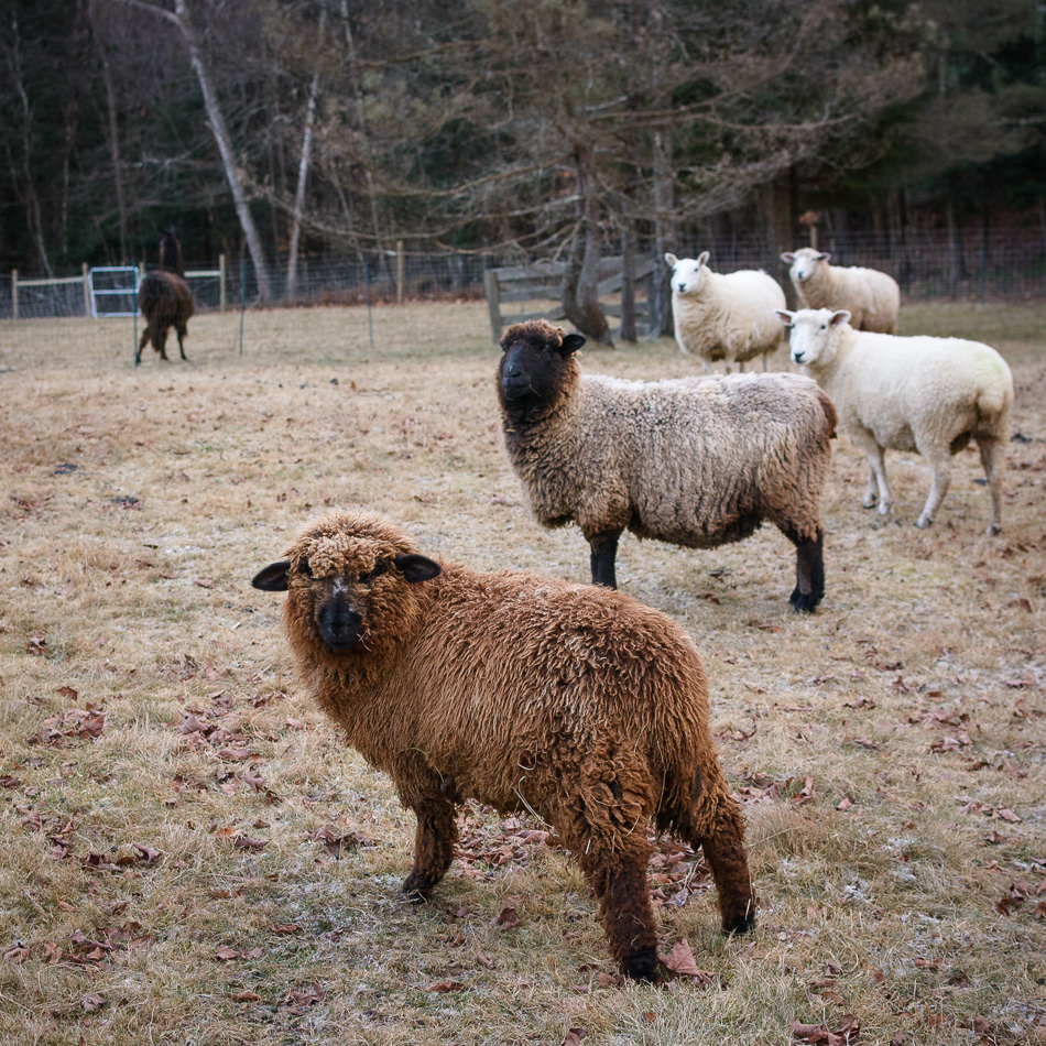Color photo of the sheep in Joe the guard lama's flock